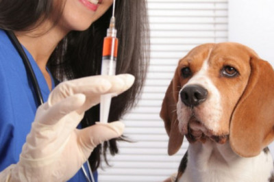 Veterinary Vaccines Market Growth, Trends, Competitive Analysis by Leading Players, Demand, Outlook by 2027 | Phibro Animal Health Corporation (US), Virbac (France), Zoetis (US