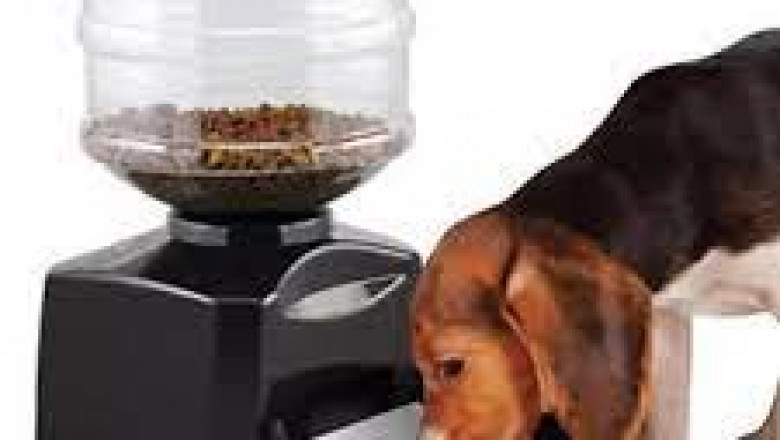 The 11 Best Automatic Dog Feeders
