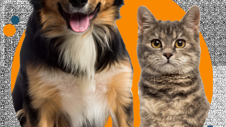 Veterinary CBD Market Worldwide Analysis, Key Trends, Segmentation, Demand, Report and Regional Growth to forecast by 2027 | HempMy Pet (US), Canna-Pet (US), Joy Organics (US), Fomo Bones (US), Pet Releaf (US), Green Roads of
