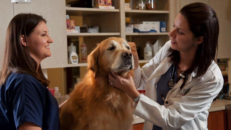 Veterinary Oncology Market is in search of new and advanced techniques to improve the level of service and quality control of the services offered in the field of veterinary oncology