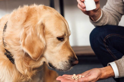 The increased demand for companion animal drugs including parasiticides in order to protect pet animals from fleas