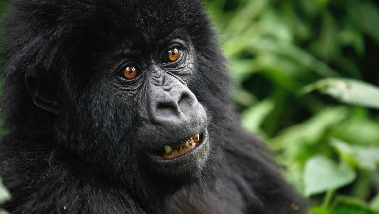 Uganda gorilla tracking safaris