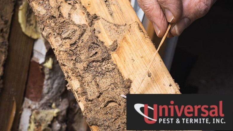 Termite Inspection Services