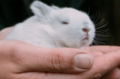Bunny, Rabbit vet specialist Singapore