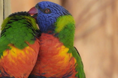Exotic Pet Wellness clinic Singapore - Birdvet Singapore