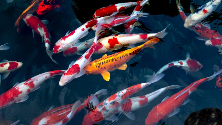 Fish vet clinic Singapore, Aquatic vet Singapore