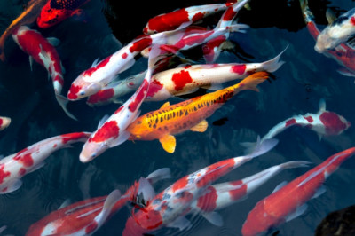 Fish vet clinic Singapore, Aquatic vet Singapore