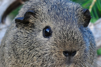 Guinea pig vet specialist Singapore - Birdvet Singapore