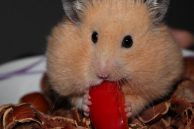 Hamster & Chinchilla vet specialist Singapore