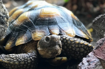 Reptile vet Singapore, Lizard vet Singapore