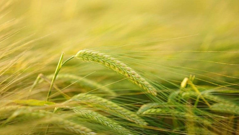 Agricultural Pheromones Market May See Robust Growth by 2026