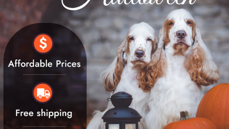Bargainpetproducts has Halloween deals and discounts on all pet products.
