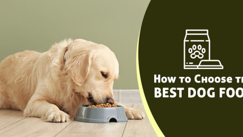 How to Choose the Best Dog Food