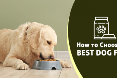 How to Choose the Best Dog Food