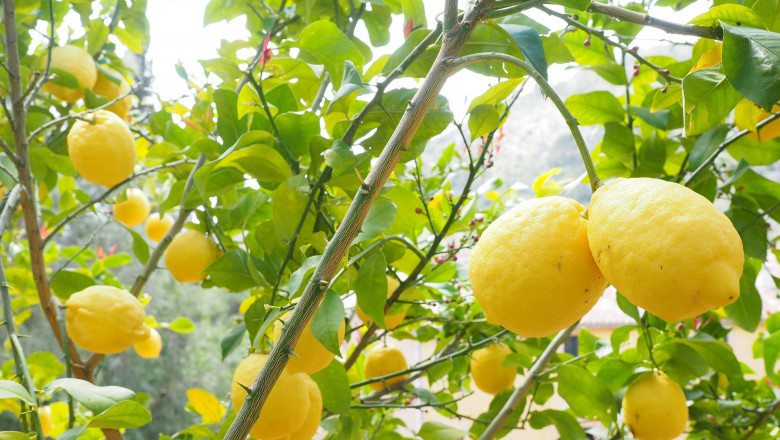 Limonene Market - Global Industry Analysis 2027