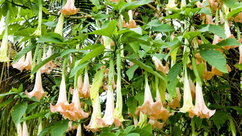 If the recommended dosage of Scopolamine is missed, alert the medical staff immediately