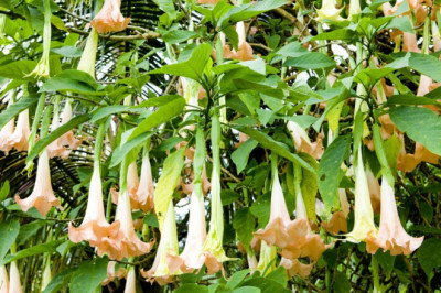 If the recommended dosage of Scopolamine is missed, alert the medical staff immediately