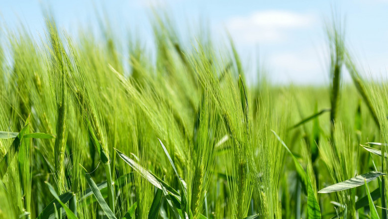 Cereal Compounds Market - Global Industry Analysis 2027