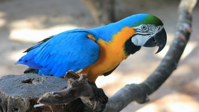 How to Purchase Parrot Toys?