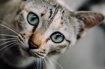 What Makes Cat Litter Crystals Better than Conventional Ones?