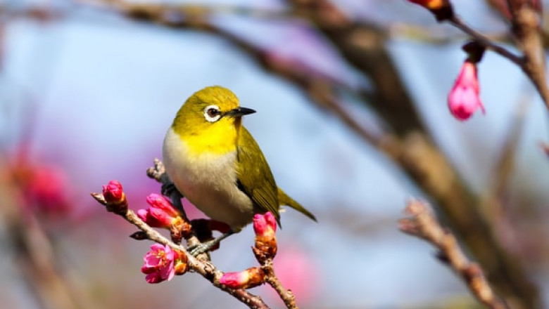 What Should Birds Eat Besides Bird Seed?