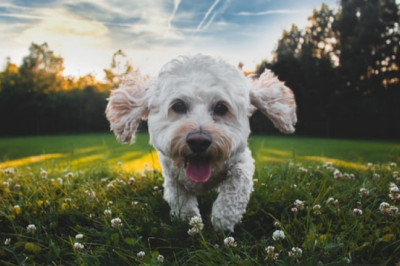 Why It Is Wise to Use Puppy Training Pads?