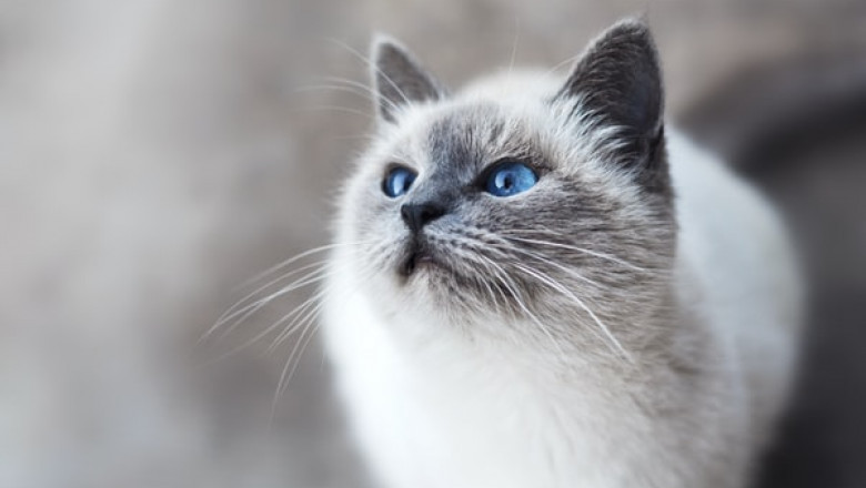 Why Shop Online for a Cat Scratcher?