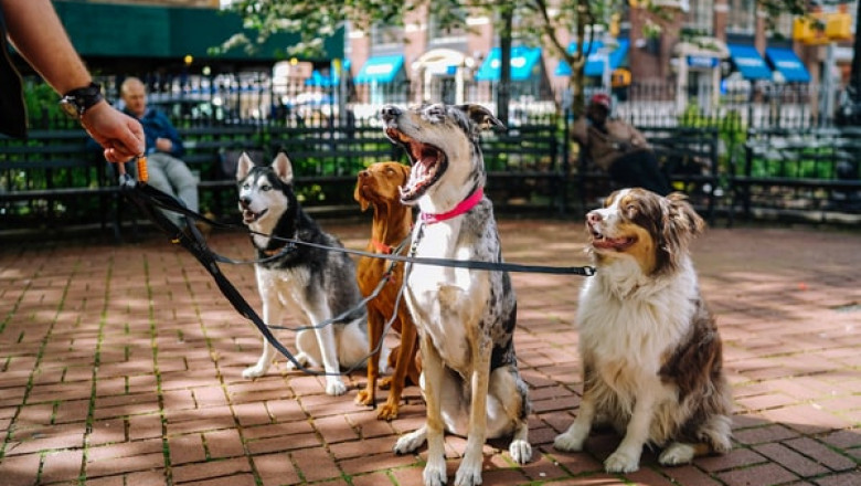 Why Should You Feed Your Dog Meals for Mutts?