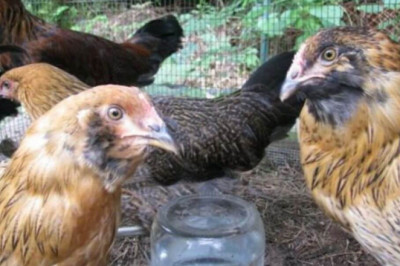 Everything You Need To Know About Ameraucana Chicken: Care Guide