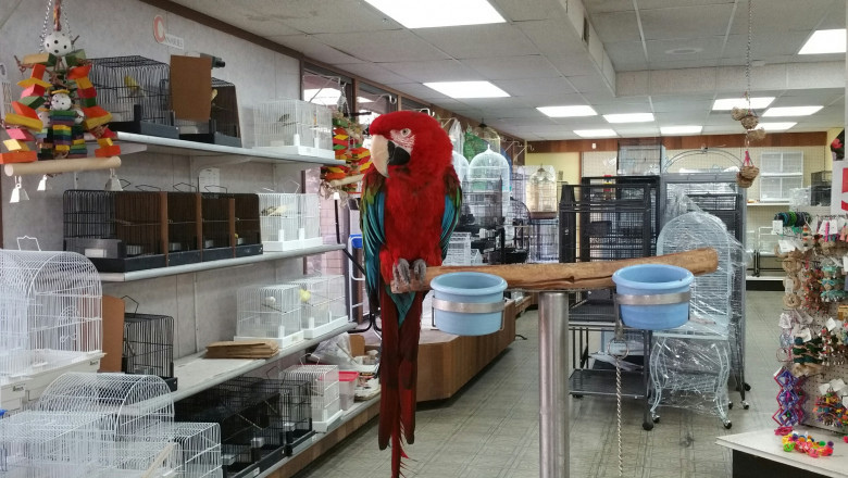 Best Bird Store | Cages, Food and Birds Accessories
