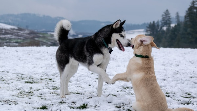 Puppy Training Pads for a Good Start in Life