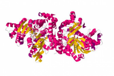 Recombinant enzyme used to treat Pompe disease; Lysosomal Alpha Glucosidase