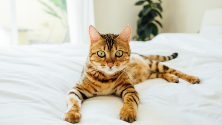 What Type of Cat Scratcher Can You Buy for Your Cat?