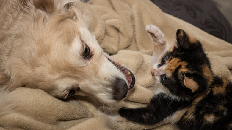 Where to Purchase Pet Supplies in Sydney