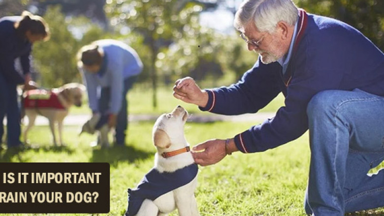 Why Is It Important To Train Your Dog ?