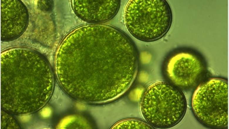 Algae-based biofuels are gaining popularity as a domestic renewable fuel source