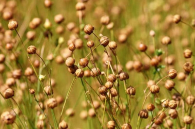 Growth in Sales of Flax Crop Market to Push Revenue Growth in the Market
