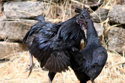 How to Breed Your Ayam Cemani for Better Results?
