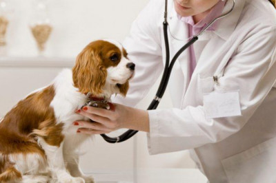Pet Cancer Therapeutics Market  Size,Share, Forecasts Analysis, Company Growth, Company Profiles and Key Regions 2025 | Boehinger Ingelheim International GmbH, Zenoaq, Morphogenesis, Inc., VetDC, Inc. & Karyopharm Therapeutic