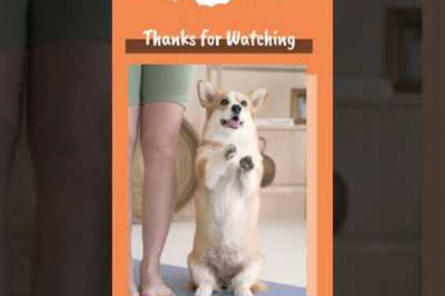 Healthy Homemade Dog Treats - DIY Pumpkin Treats