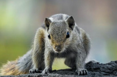 Squirrel Removal Services