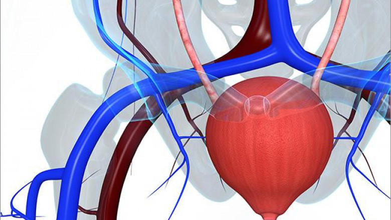 Overactive Bladder Therapeutics Market Grows With Changing Consumer Preferences & New Opportunities