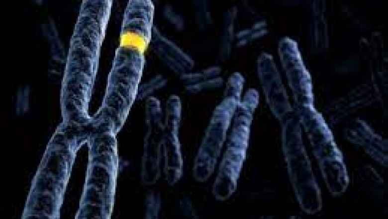 Analysis of Molecular Cytogenetics