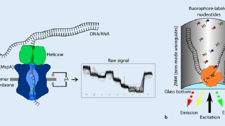 Long Read Sequencing Market Growth, Trends And Forecast including covid19 Impact