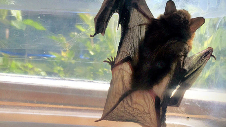 Bat Removal Services in Houston
