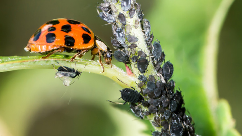Universal Pest & Termite is glad to offer natural pest control service in the US