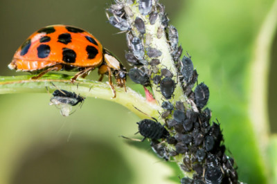 Universal Pest & Termite is glad to offer natural pest control service in the US