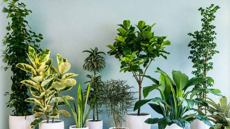 Indoor Plants Market Size, share and Overview