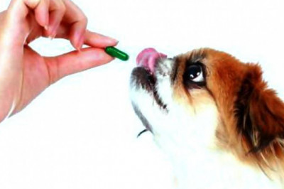 An important factor driving demand for companion animal drugs is the increase in animal obesity