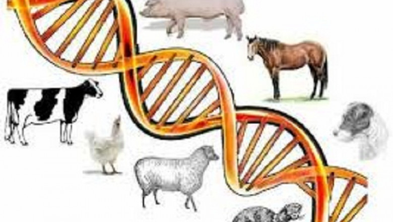Animal Genetic Market - Trends, Growth, including COVID19 Impact, Forecast By 2028